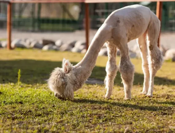Poznaj przyjazne alpaki w Muszynie