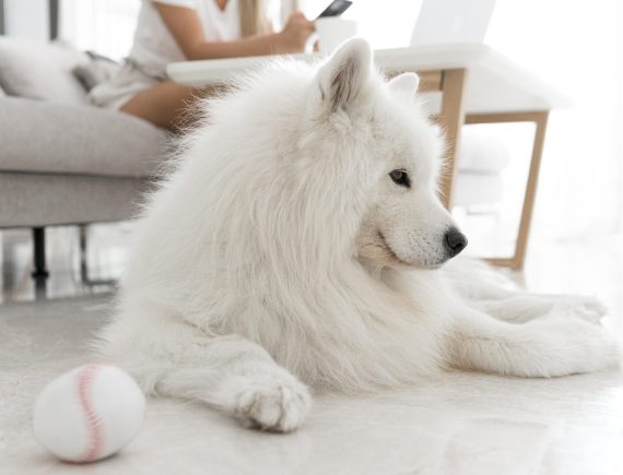 front-view-beautiful-lovely-dog_Easy-Resize.com